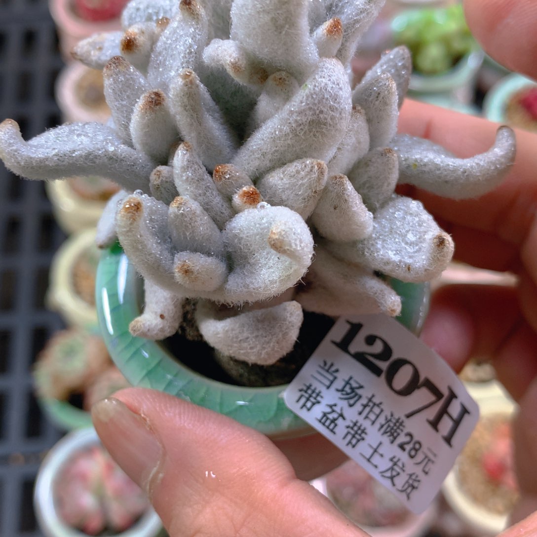 5厘米盆精控多肉1207
