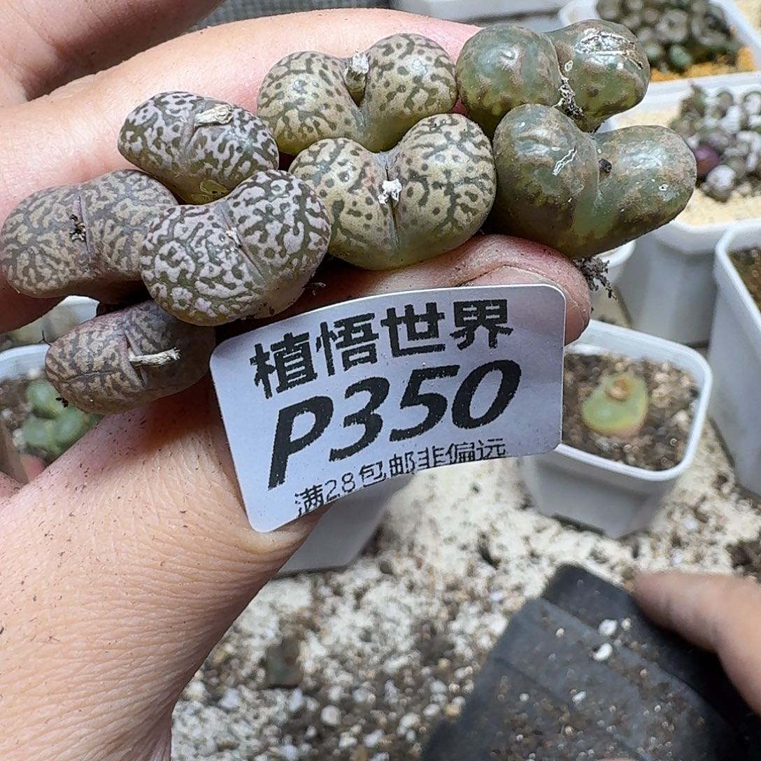 多肉植物的人生ghjkk