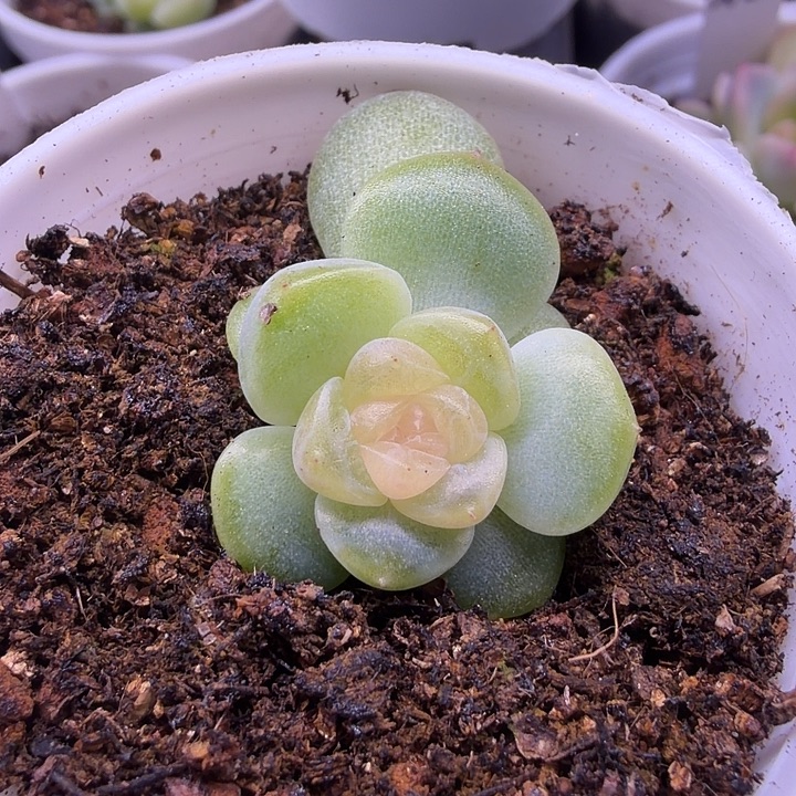 幕***幕火烈鸟5公分盆口专拍