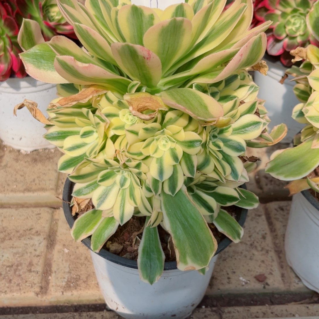 一物一拍多肉法师06