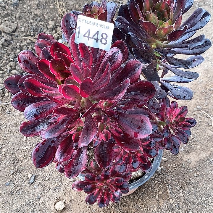 香奈儿晚霞合体1448