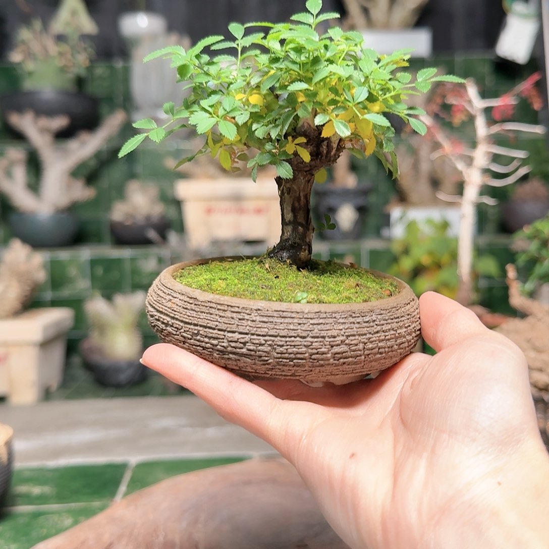 姬蔷薇 一物一拍26