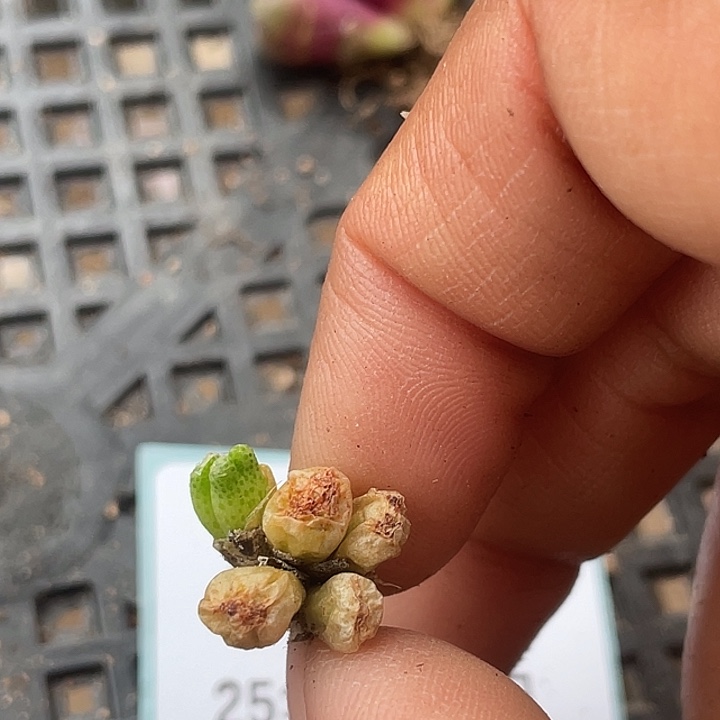 15-68斑马多肉植物