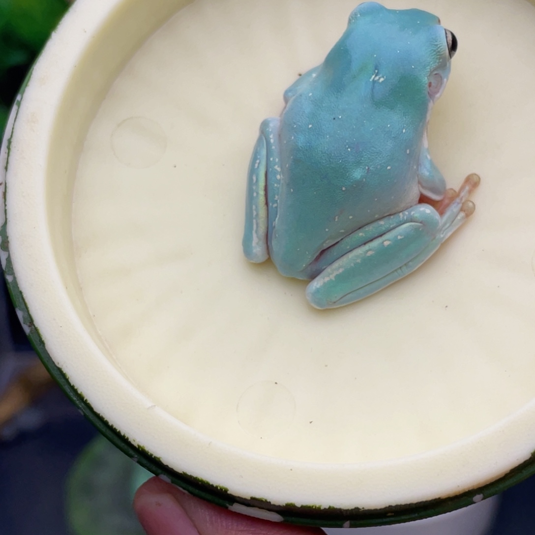 小****老爷树蛙飞飞专拍