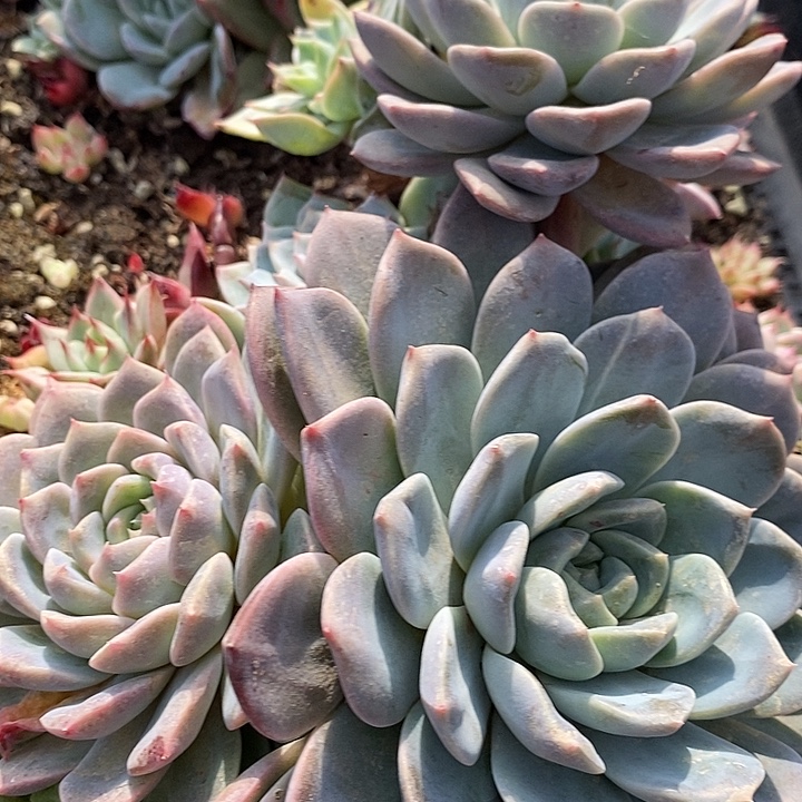 121 多肉植物盆栽花卉