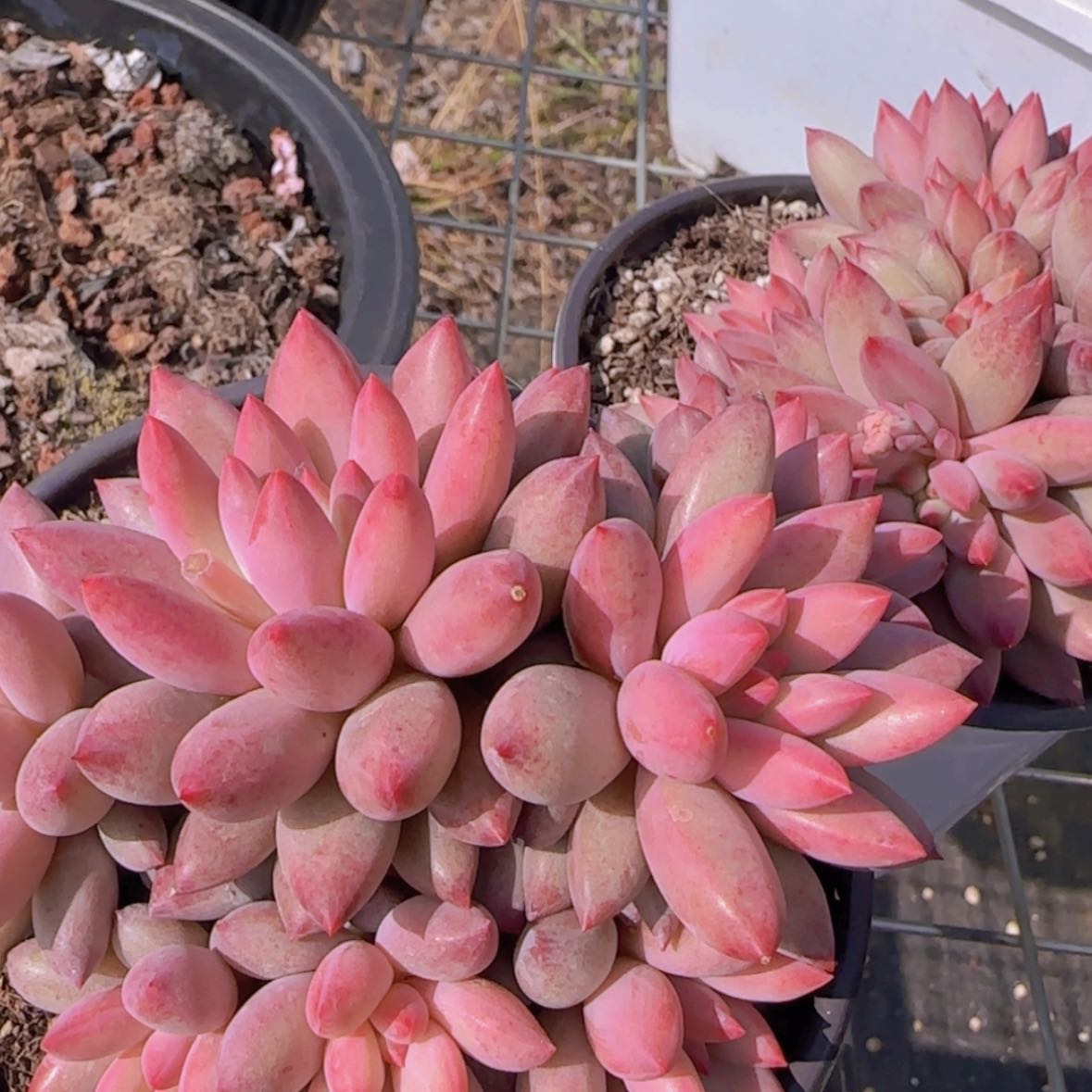 【闪购商品】大群车厘子