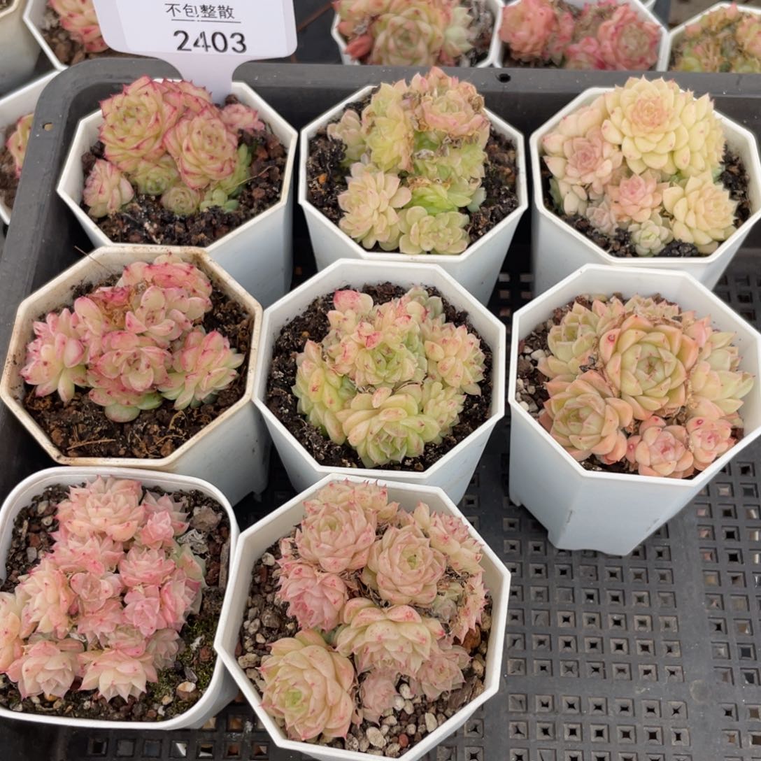 不包整散 盆子不售后2403