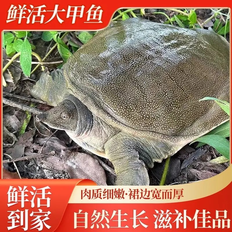 2只共5~6斤鲜活食用甲鱼青黑背中华鳖 甲鱼 京东顺丰包邮包活到家