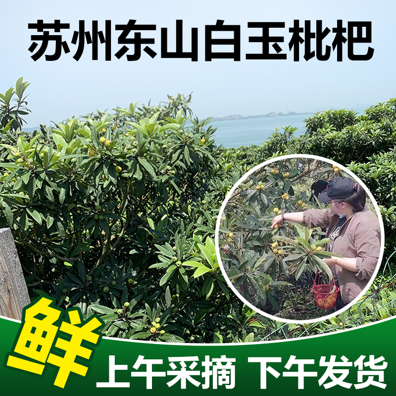 【东山白玉特大超甜】1斤装苏州东山枇杷新鲜水果孕妇现摘礼盒装