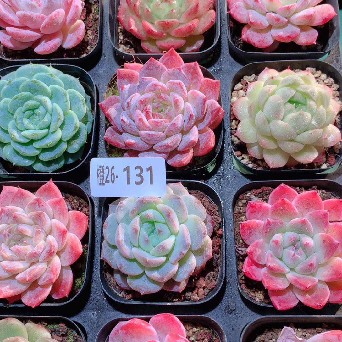 26-131一物一拍多肉带盆16颗