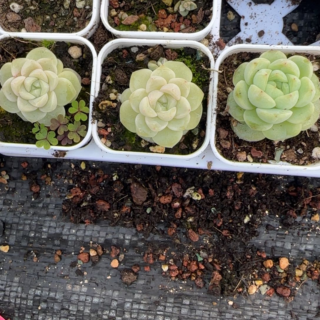 大的C13 盆3床一个满25包邮