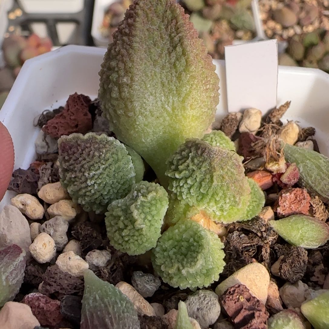 花城水泡多肉植物