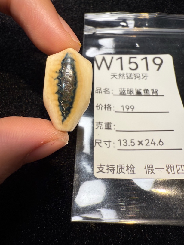 W1519天然猛犸牙蓝眼鲨鱼背配饰