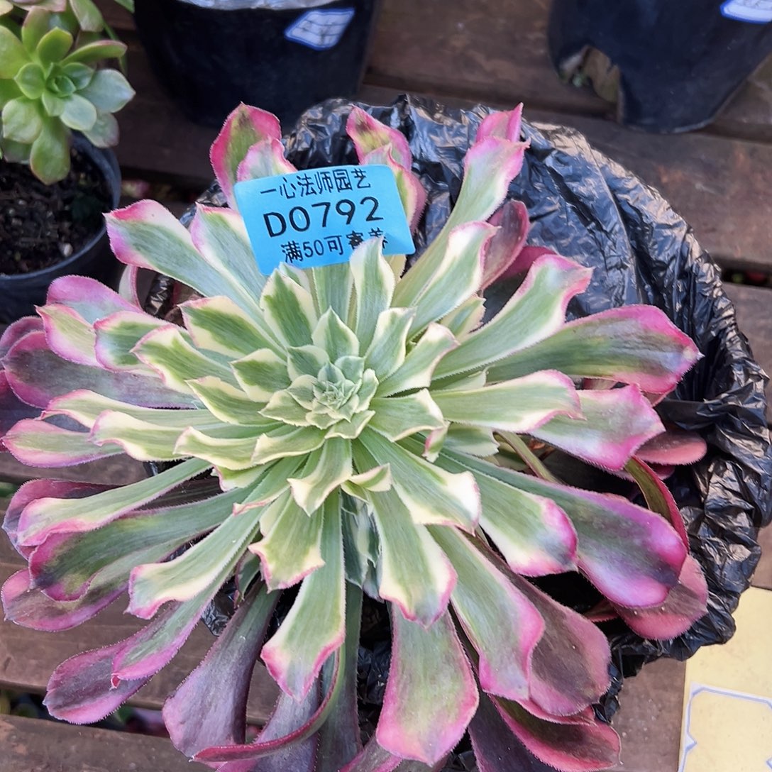 天合0792多肉植物多肉植物