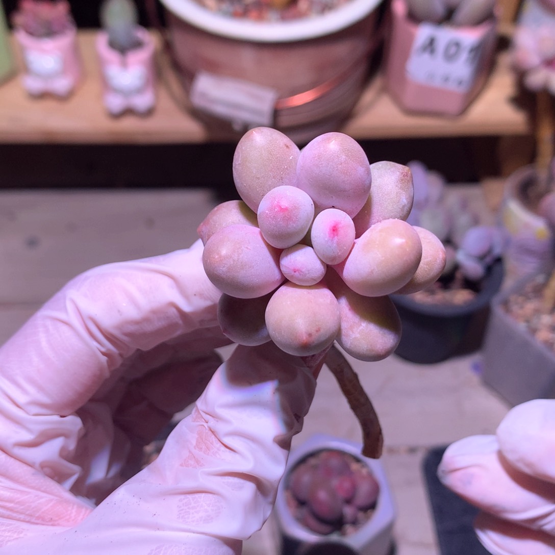 仙子奶酪多肉仙子奶奶