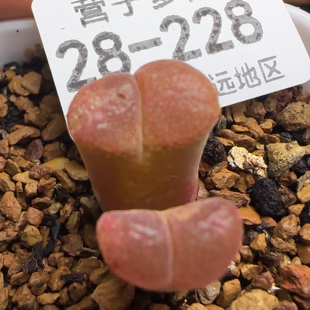 产地C10脱土发货。     