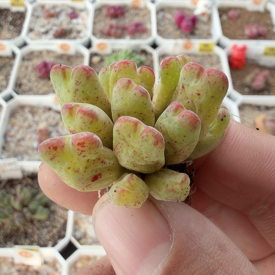 多肉植物多肉植物