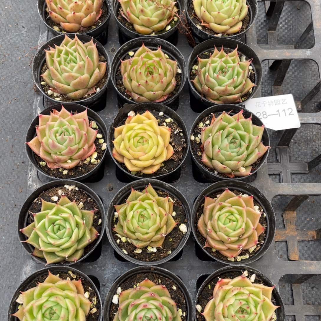 韩*一物一拍18颗28-112