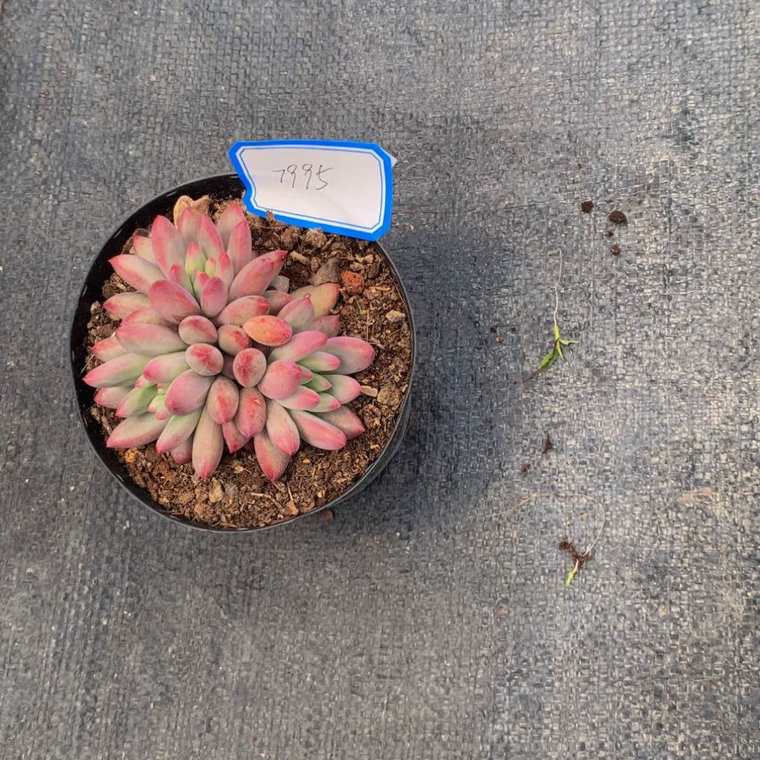 西**主虞美人花多肉植物