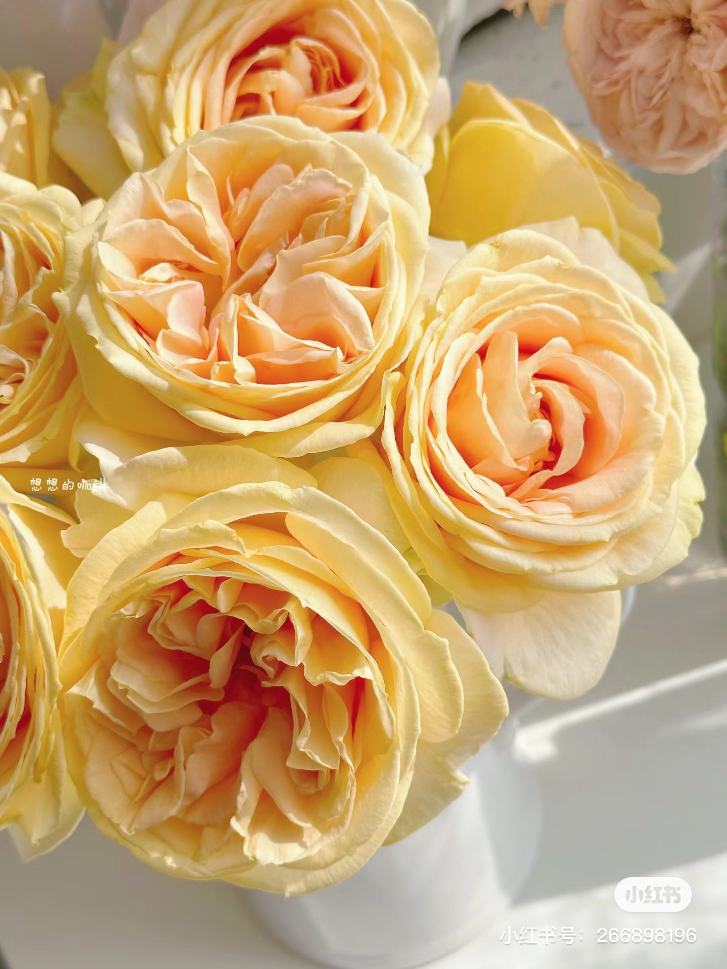 【诗雅园】测试黄 拍下三单及以上顺丰空运包邮10支装%20不售后