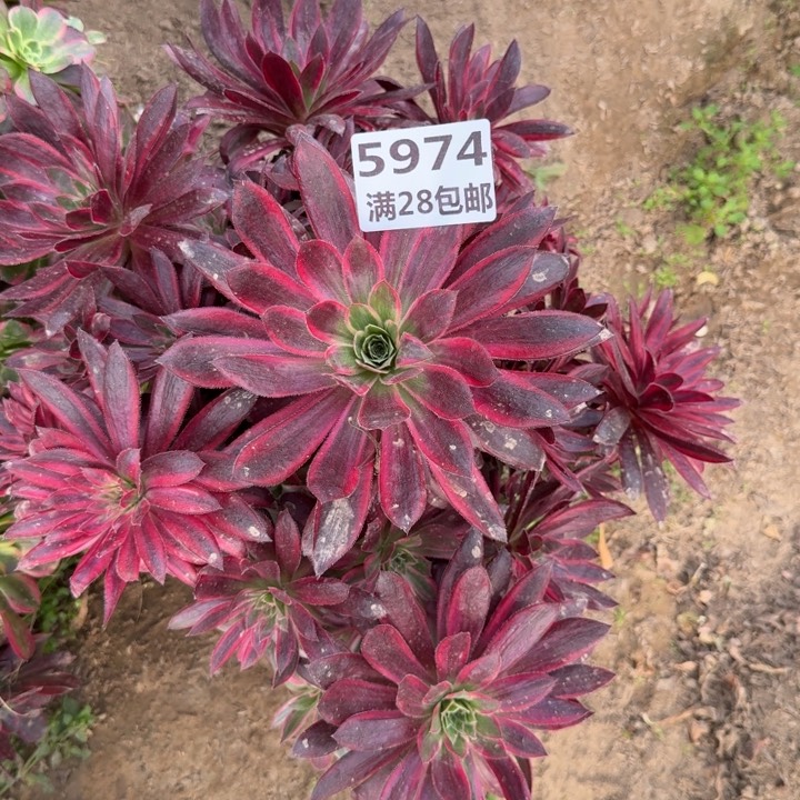 5974一号棚孔雀多肉B