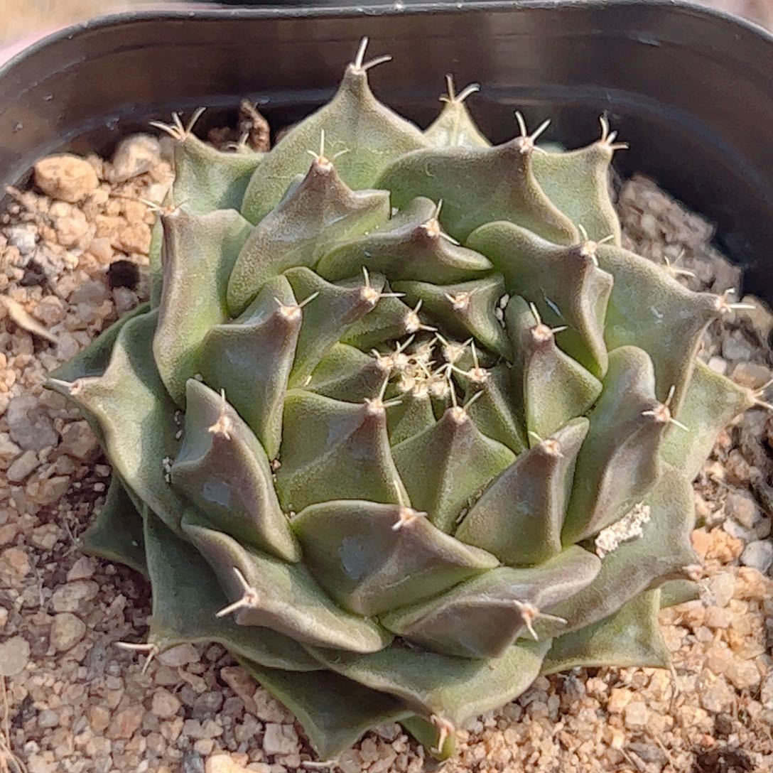 实生 帝冠 仙人球