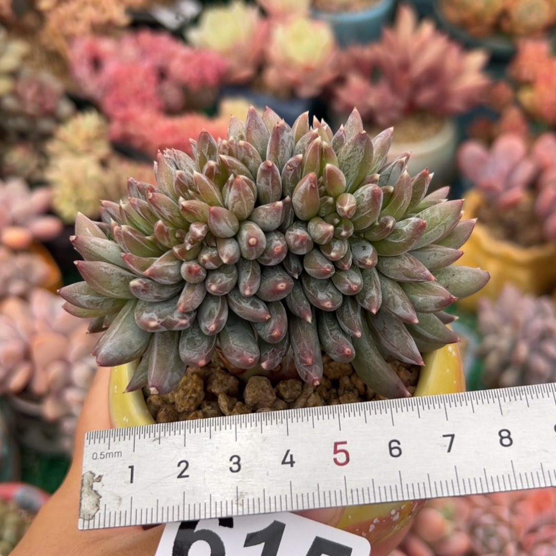 615 多肉植物组合