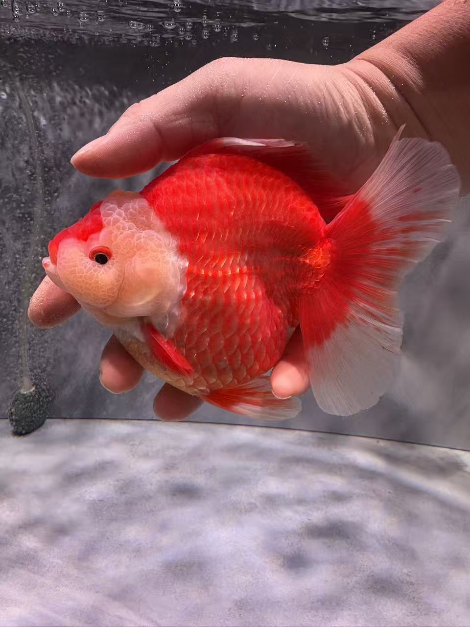 观赏鱼直播间专享链接 私拍不发货