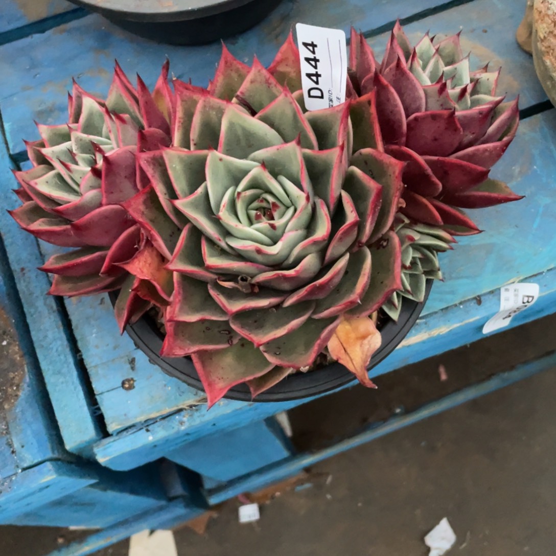 无花朵若如东云组拍D444