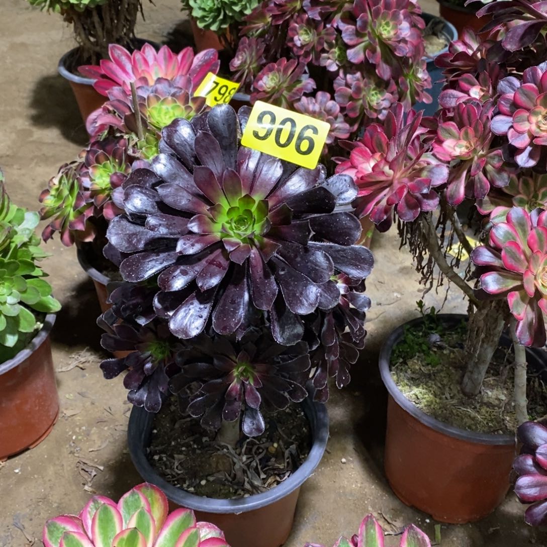 墨法多肉法师906