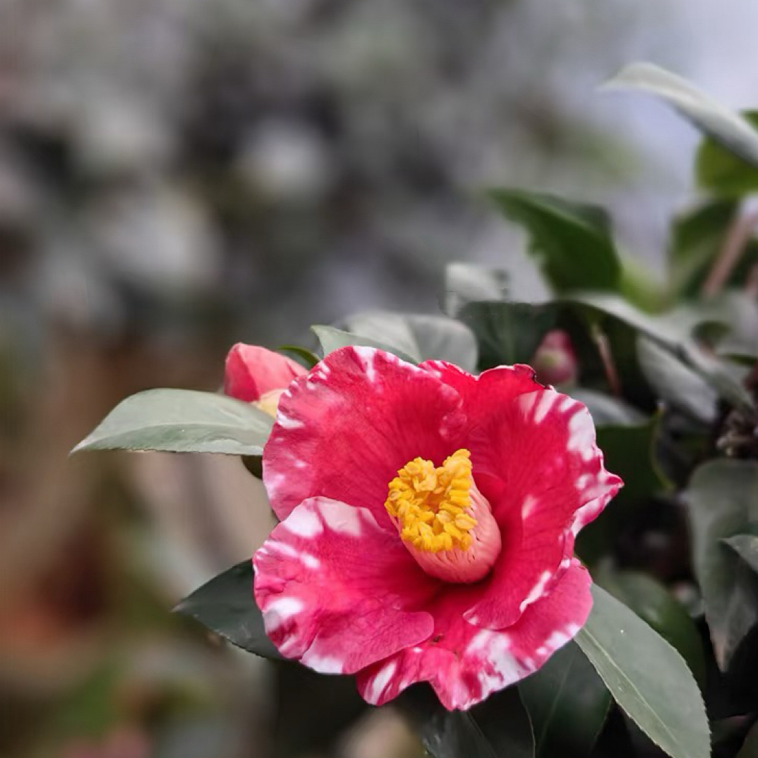 日系茶花品种 义司 原生苗 庭院阳台盆栽植物