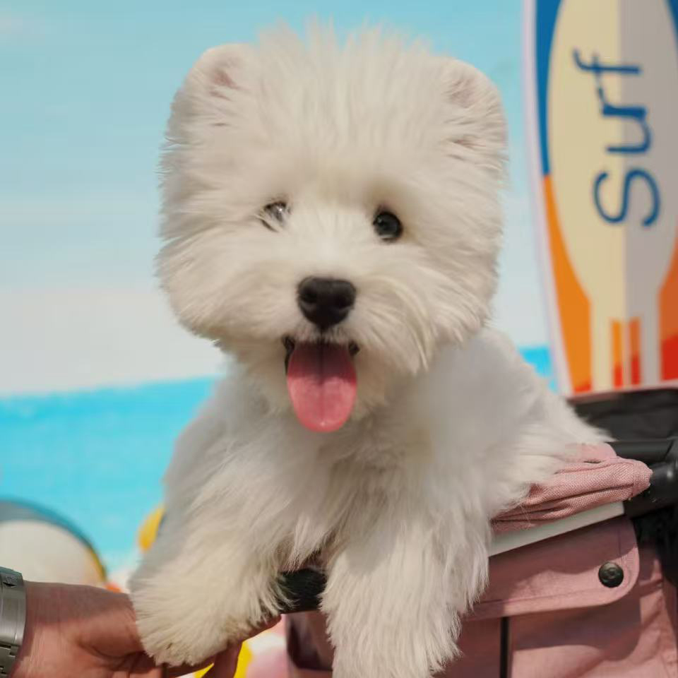 【三只汪爪】萌系西高地犬可爱西高地梗犬全款链接