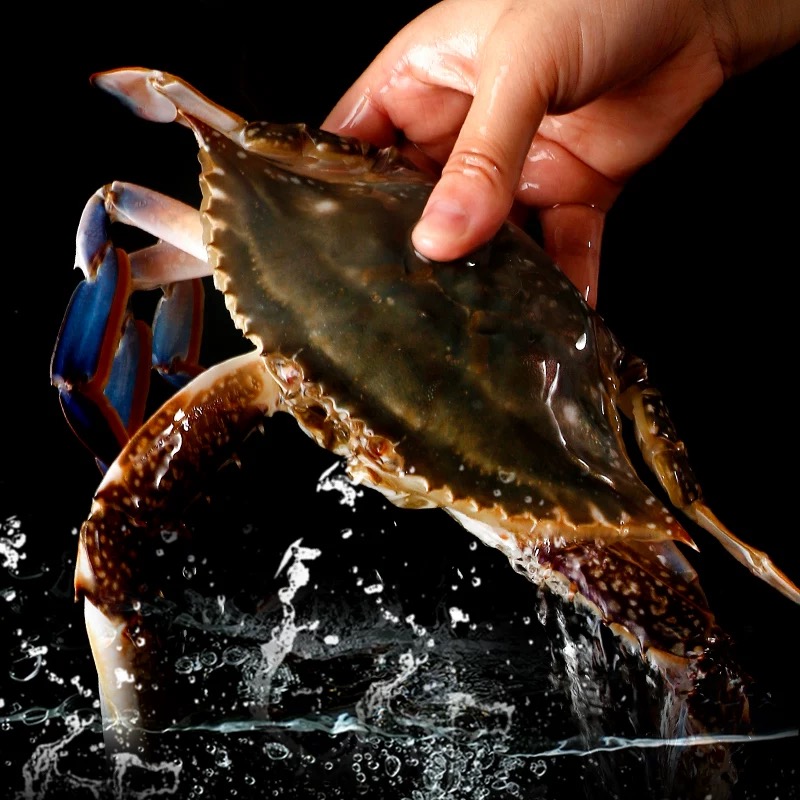 【金葉甄选】鲜活舟山梭子蟹3-5两/只 98两斤128三斤