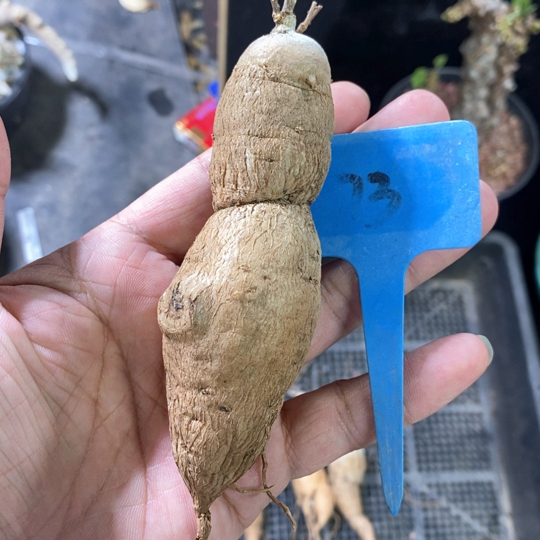 布鲁牵牛多肉植物