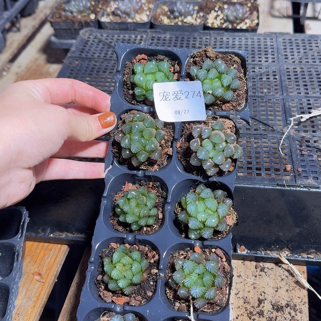直播福利一物一拍274