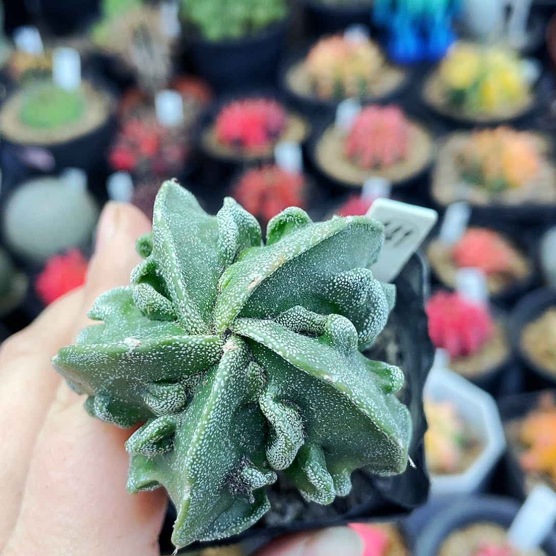 非偏远地区满25包邮仙人球