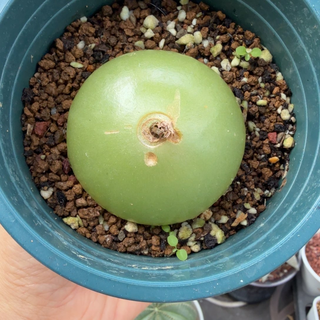 大仓角殿556仙人掌