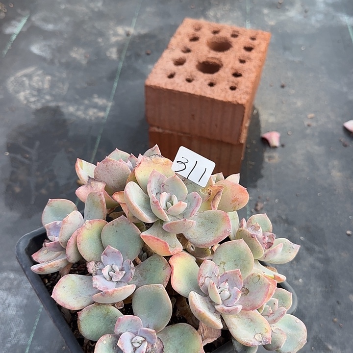 M****@311血凤脱土发货不退不换