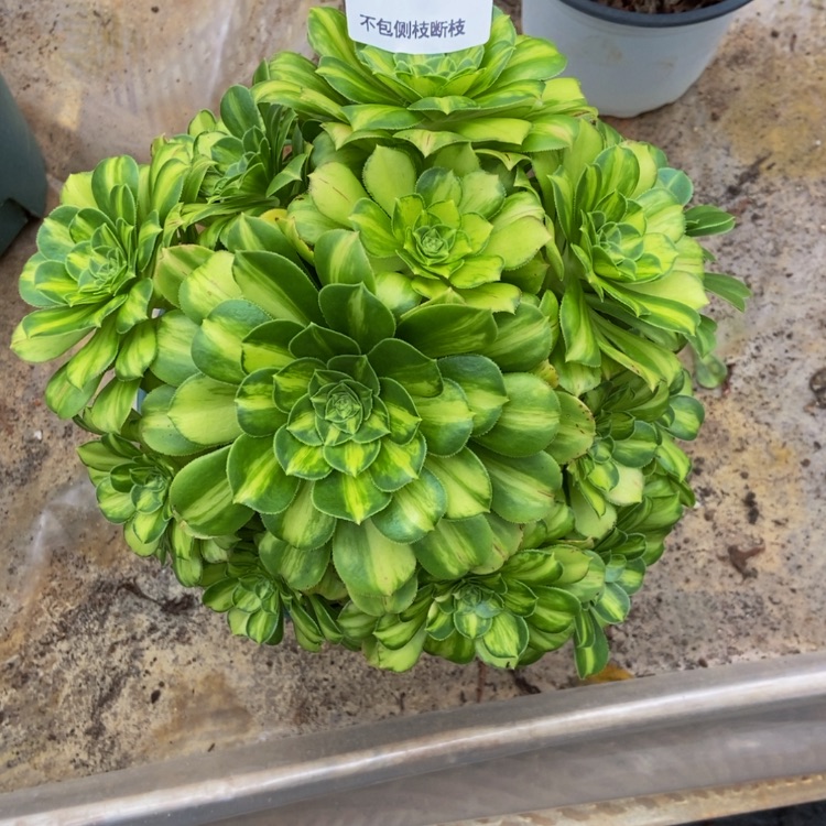 【闪购商品】浅*4034翡翠琉璃多肉