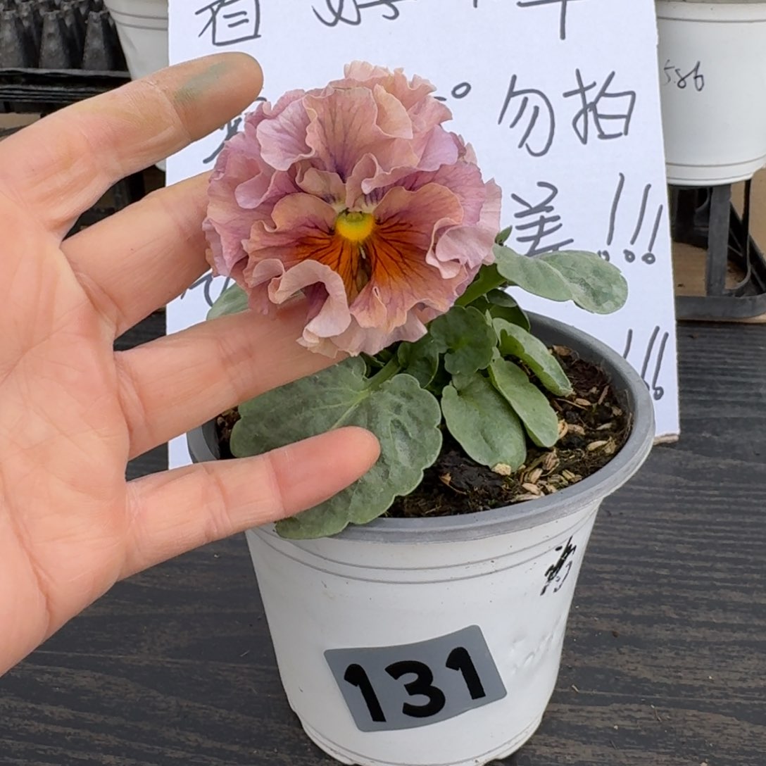 全部花朵131号洛可可