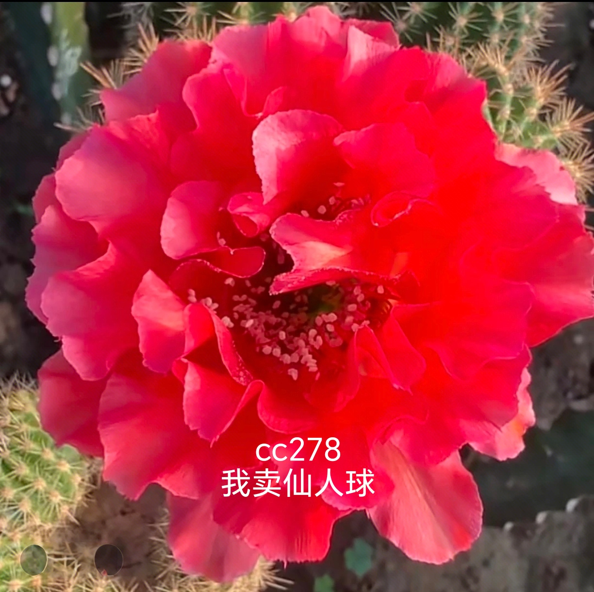 彩草大花cc278，净化空气满28米包邮非偏远