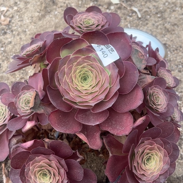 魅金玫瑰多肉植物140