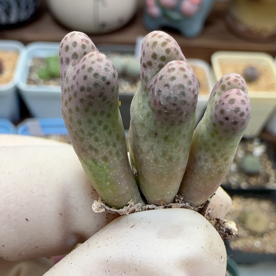 451园艺优选红斑马