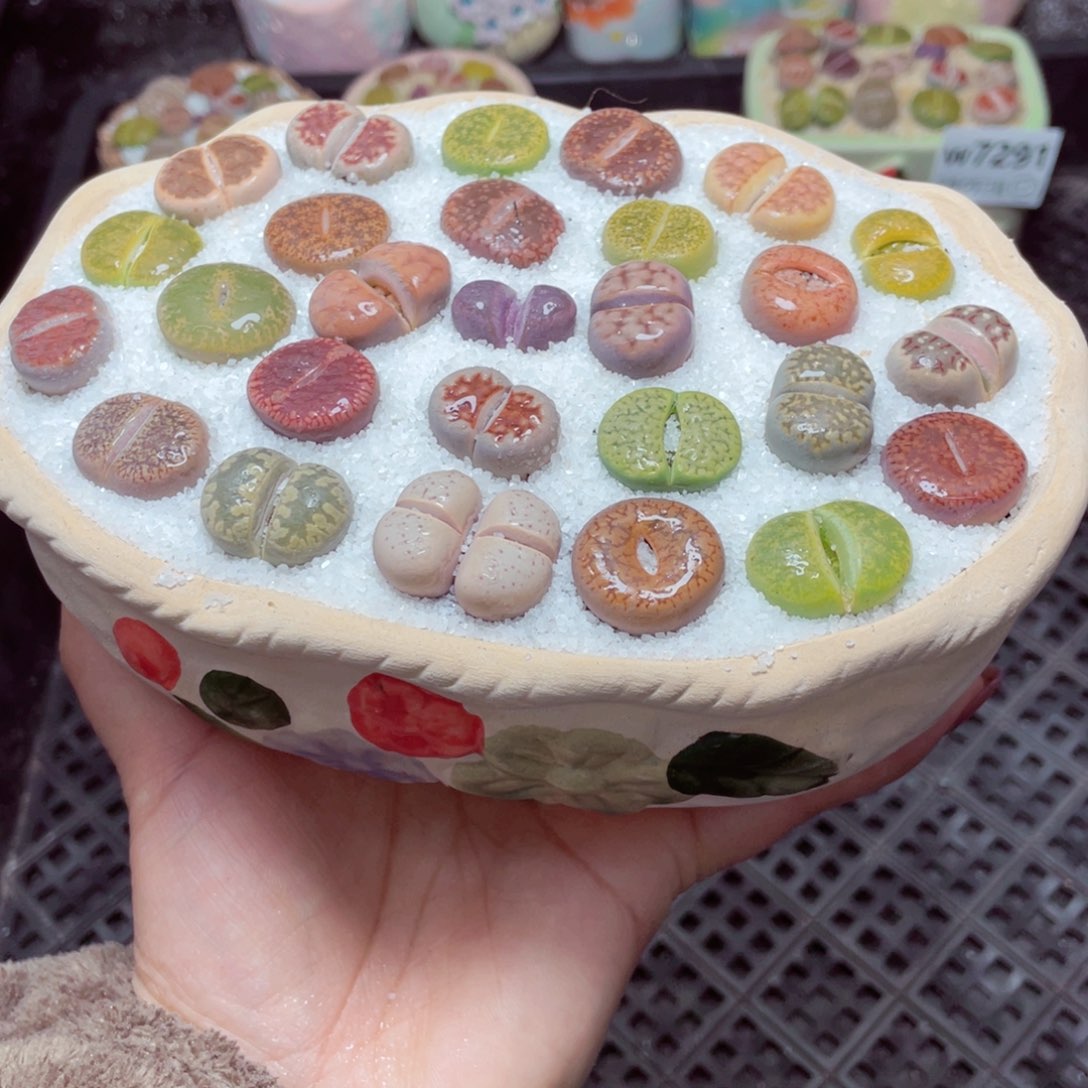 w7294 -零下地区拍保温箱-15支持寄养