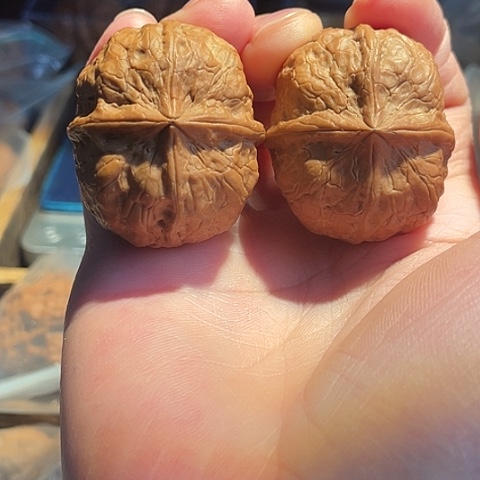 文玩核桃把件血麒麟带彩39