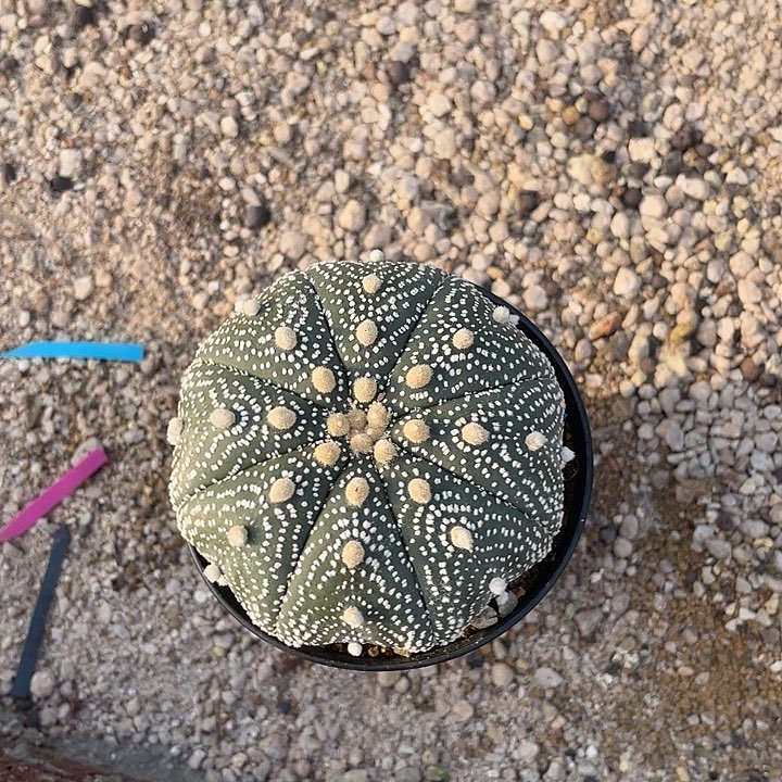 L***️实生兜福利福利福利