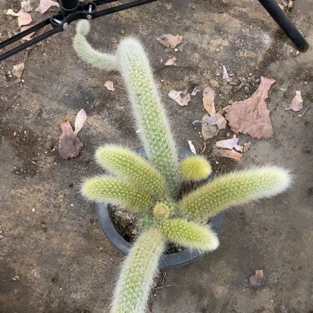 九尾狐三头起发带仔，160杯