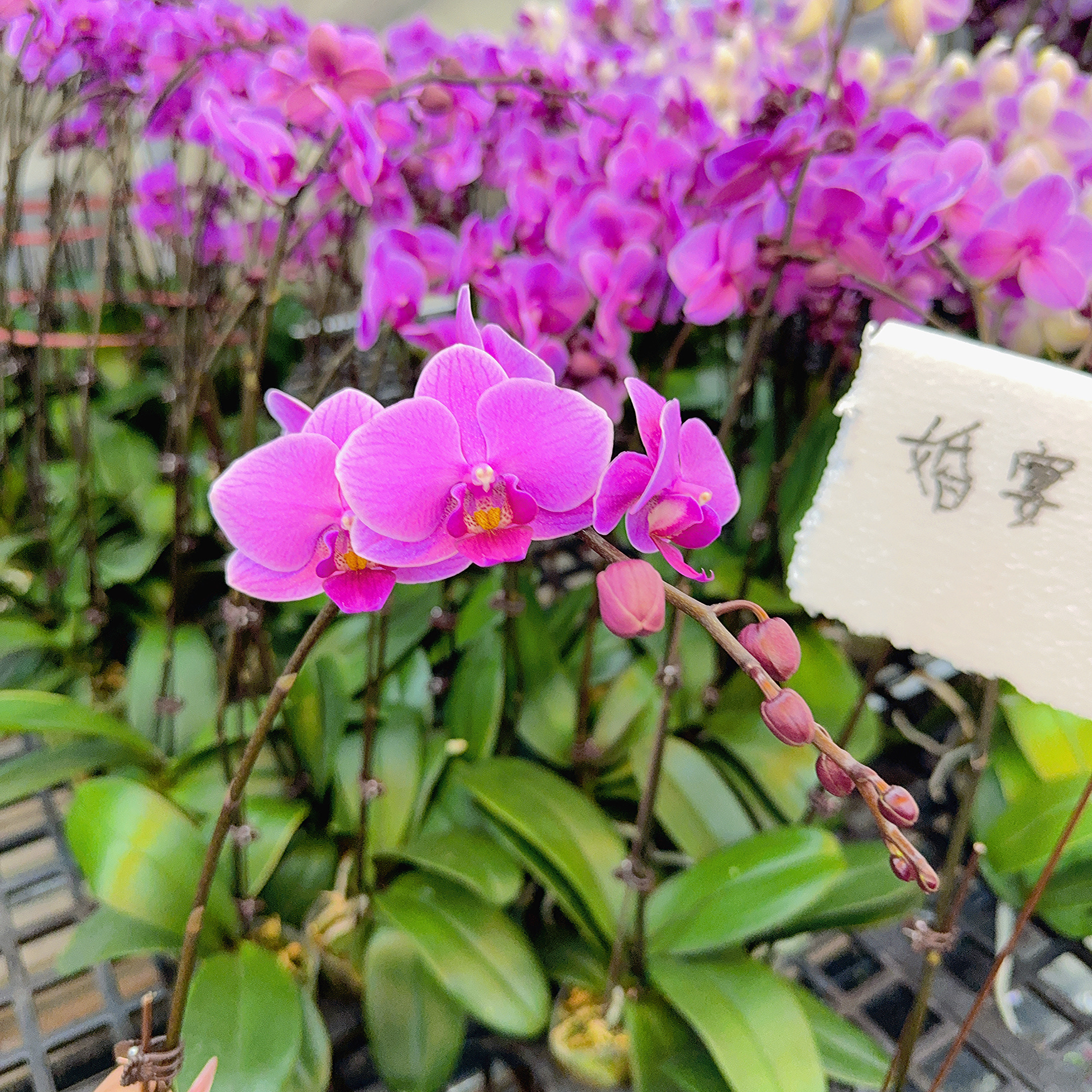 精选蝴蝶兰【婚宴】粉紫色系 室内花卉绿植长花期 基地直发
