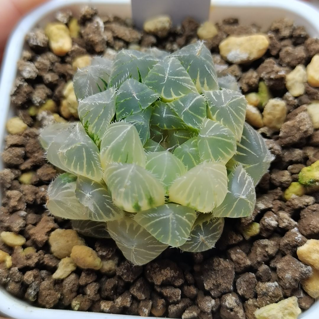 170号糊斑白赤线玉露锦一物一拍带盆土发货