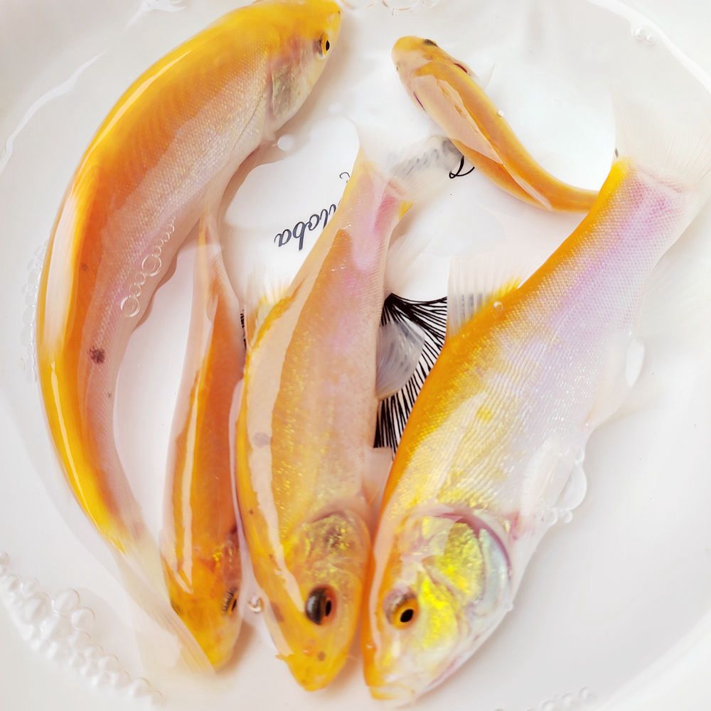 精品招财风水观赏鱼好养耐活红丁鲑